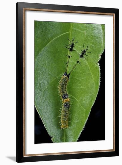 Callicore Cynosura Amazona (Bd Butterfly, Cynosura Eighty-Eight) - Caterpillar with its Barded Spik-Paul Starosta-Framed Photographic Print