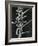 Calligraphy, Japan, 1970-Brett Weston-Framed Photographic Print