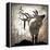 Calling Elk-LightBoxJournal-Framed Premier Image Canvas