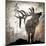 Calling Elk-LightBoxJournal-Mounted Giclee Print