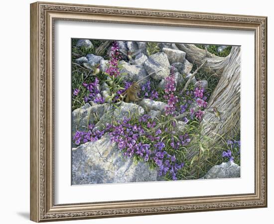 Calliope Hummingbirds-Jeff Tift-Framed Giclee Print