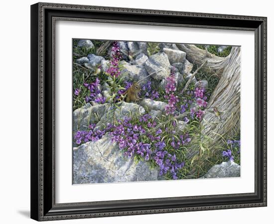 Calliope Hummingbirds-Jeff Tift-Framed Giclee Print