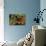 Calliphora Vicina (Urban Bluebottle Blowfly)-Paul Starosta-Photographic Print displayed on a wall