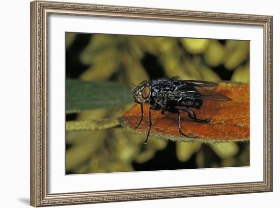 Calliphora Vicina (Urban Bluebottle Blowfly)-Paul Starosta-Framed Photographic Print