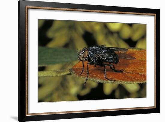 Calliphora Vicina (Urban Bluebottle Blowfly)-Paul Starosta-Framed Photographic Print