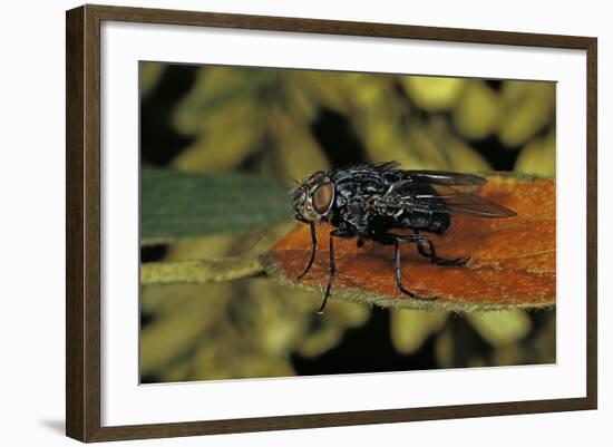 Calliphora Vicina (Urban Bluebottle Blowfly)-Paul Starosta-Framed Photographic Print