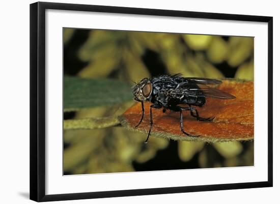 Calliphora Vicina (Urban Bluebottle Blowfly)-Paul Starosta-Framed Photographic Print