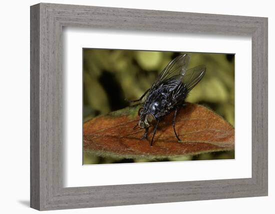 Calliphora Vicina (Urban Bluebottle Blowfly)-Paul Starosta-Framed Photographic Print