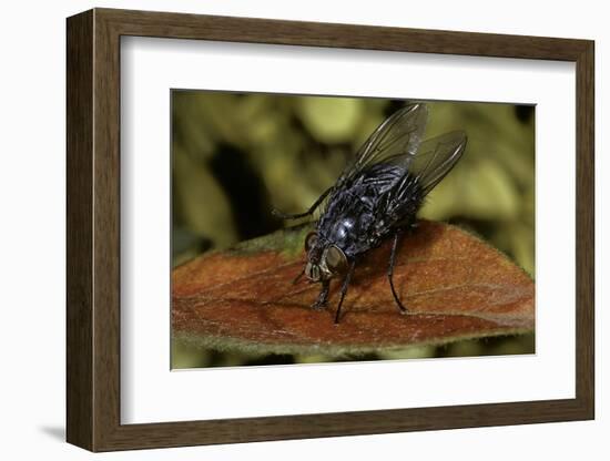 Calliphora Vicina (Urban Bluebottle Blowfly)-Paul Starosta-Framed Photographic Print