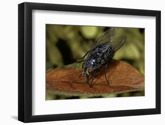 Calliphora Vicina (Urban Bluebottle Blowfly)-Paul Starosta-Framed Photographic Print