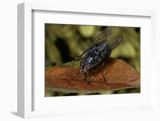 Calliphora Vicina (Urban Bluebottle Blowfly)-Paul Starosta-Framed Photographic Print