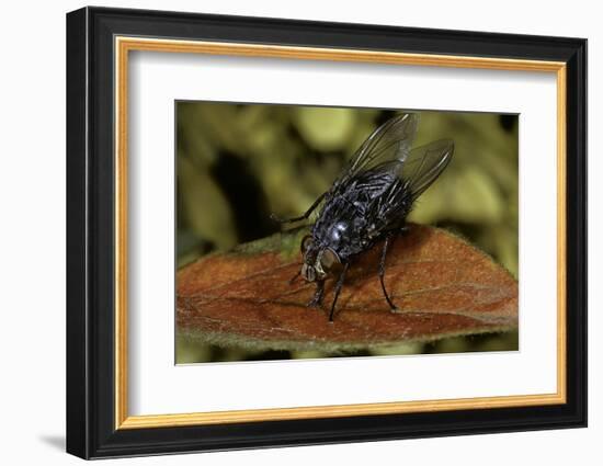 Calliphora Vicina (Urban Bluebottle Blowfly)-Paul Starosta-Framed Photographic Print