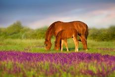 Horse Herd Run in Desert Sand Storm against Dramatic Sky-Callipso-Mounted Photographic Print