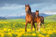 Horse Herd Run in Desert Sand Storm against Dramatic Sky-Callipso-Premier Image Canvas