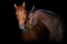 Horse Herd Run in Desert Sand Storm against Dramatic Sky-Callipso-Mounted Photographic Print