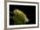 Calliteara Pudibunda (Pale Tussock Moth, Red Tail Moth) - Caterpillar-Paul Starosta-Framed Photographic Print