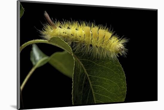 Calliteara Pudibunda (Pale Tussock Moth, Red Tail Moth) - Caterpillar-Paul Starosta-Mounted Photographic Print