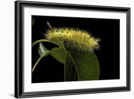 Calliteara Pudibunda (Pale Tussock Moth, Red Tail Moth) - Caterpillar-Paul Starosta-Framed Photographic Print