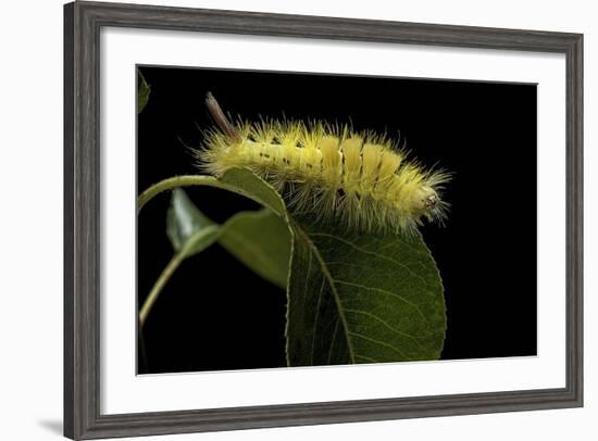 Calliteara Pudibunda (Pale Tussock Moth, Red Tail Moth) - Caterpillar-Paul Starosta-Framed Photographic Print