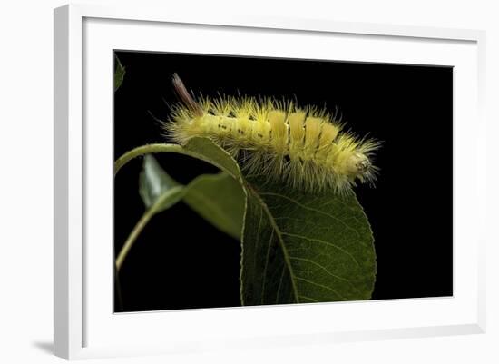 Calliteara Pudibunda (Pale Tussock Moth, Red Tail Moth) - Caterpillar-Paul Starosta-Framed Photographic Print