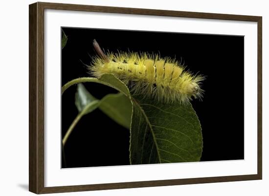 Calliteara Pudibunda (Pale Tussock Moth, Red Tail Moth) - Caterpillar-Paul Starosta-Framed Photographic Print