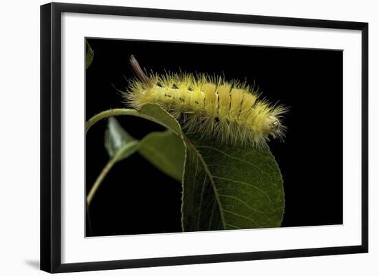 Calliteara Pudibunda (Pale Tussock Moth, Red Tail Moth) - Caterpillar-Paul Starosta-Framed Photographic Print