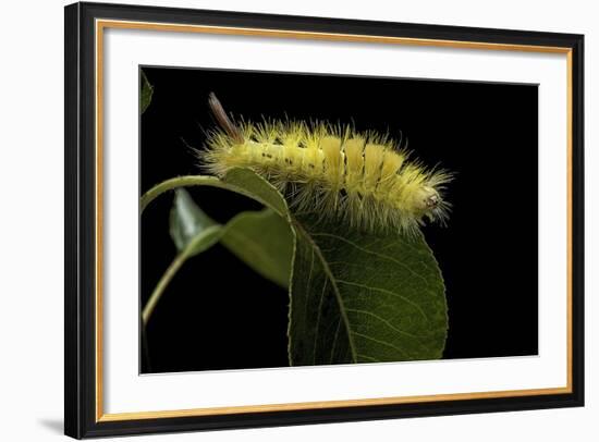 Calliteara Pudibunda (Pale Tussock Moth, Red Tail Moth) - Caterpillar-Paul Starosta-Framed Photographic Print