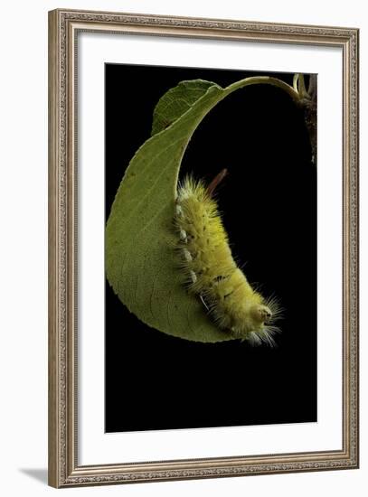 Calliteara Pudibunda (Pale Tussock Moth, Red Tail Moth) - Caterpillar-Paul Starosta-Framed Photographic Print