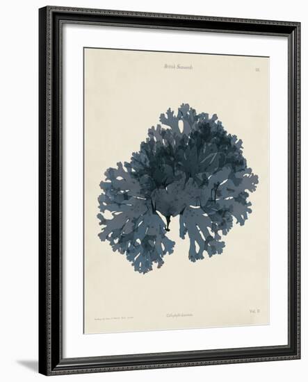 Callophyllis Laciniata-Henry Bradbury-Framed Giclee Print