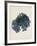 Callophyllis Laciniata-Henry Bradbury-Framed Giclee Print