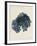 Callophyllis Laciniata-Henry Bradbury-Framed Giclee Print