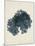 Callophyllis Laciniata-Henry Bradbury-Mounted Giclee Print
