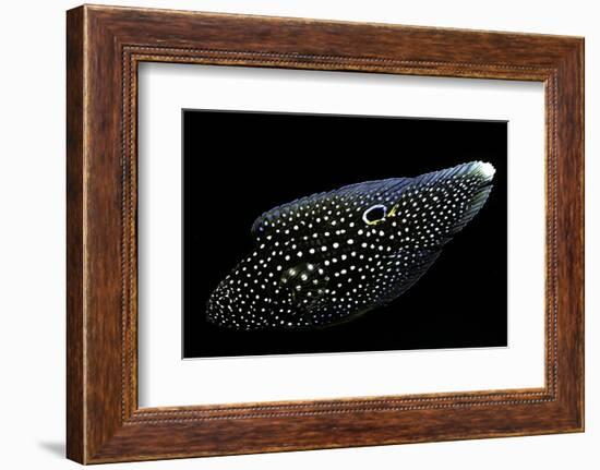 Calloplesiops Altivelis (Comet, Marine Betta)-Paul Starosta-Framed Photographic Print