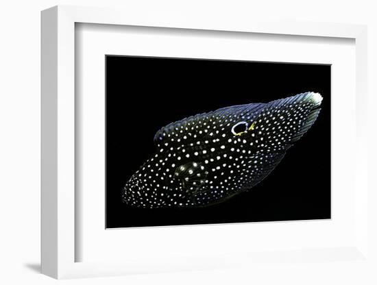 Calloplesiops Altivelis (Comet, Marine Betta)-Paul Starosta-Framed Photographic Print