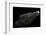 Calloplesiops Altivelis (Comet, Marine Betta)-Paul Starosta-Framed Photographic Print