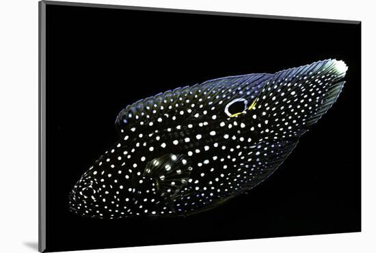 Calloplesiops Altivelis (Comet, Marine Betta)-Paul Starosta-Mounted Photographic Print