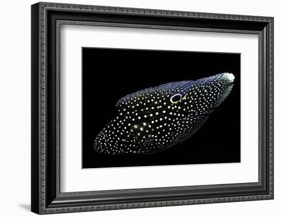 Calloplesiops Altivelis (Comet, Marine Betta)-Paul Starosta-Framed Photographic Print