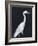 Calm Great Egret II-Annie Warren-Framed Art Print