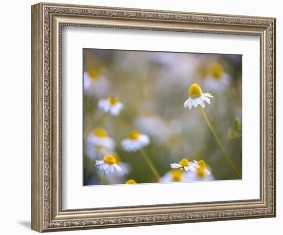 Calm-Marco Carmassi-Framed Photographic Print