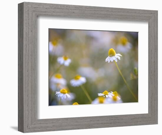 Calm-Marco Carmassi-Framed Photographic Print