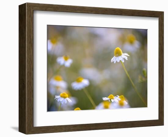 Calm-Marco Carmassi-Framed Photographic Print