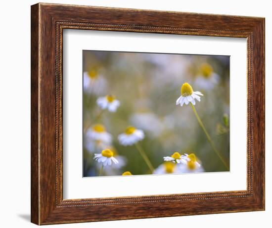 Calm-Marco Carmassi-Framed Photographic Print