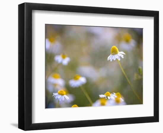 Calm-Marco Carmassi-Framed Photographic Print