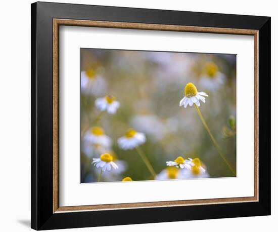 Calm-Marco Carmassi-Framed Photographic Print