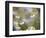 Calm-Marco Carmassi-Framed Photographic Print