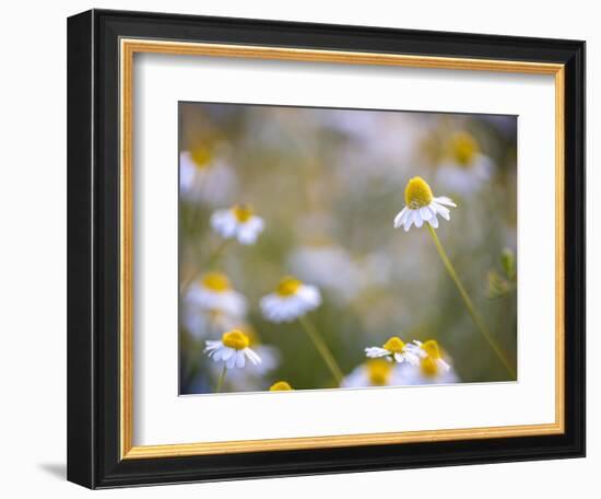 Calm-Marco Carmassi-Framed Photographic Print