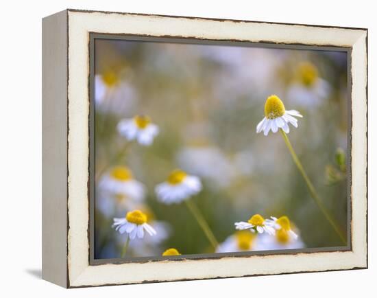 Calm-Marco Carmassi-Framed Premier Image Canvas