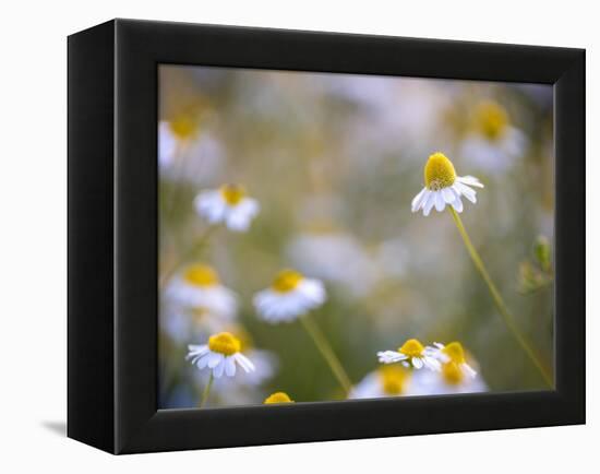 Calm-Marco Carmassi-Framed Premier Image Canvas