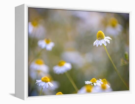 Calm-Marco Carmassi-Framed Premier Image Canvas