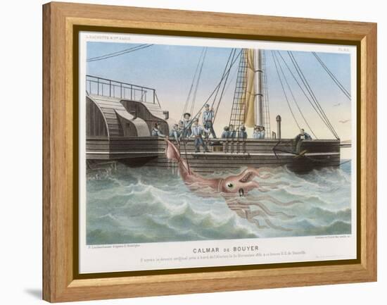 Calmar de Bouyer Giant Squid Caught by the French Vessel "Alecto" off Tenerife Canary Islands-E. Rodolphe-Framed Stretched Canvas